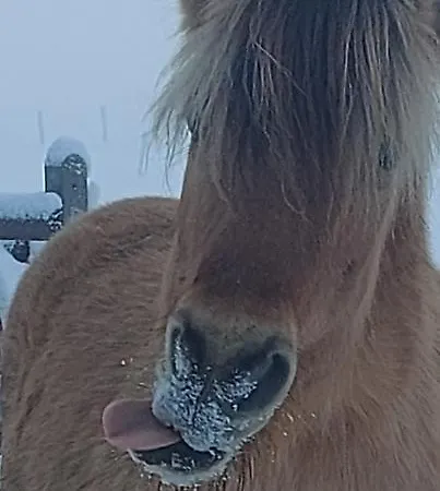 Le Relais D'artagnan - Relais Equestre Luksusowy namiot Mortier